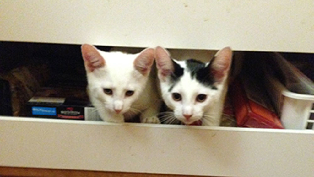 Pic of the Litter: Seeley and Booth